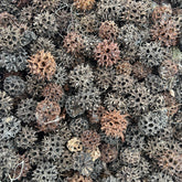 Sweet Gum Seed Pods Animals & Pet Supplies